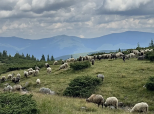 Поїздки в Карпати — найкращий спосіб відкрити Україну