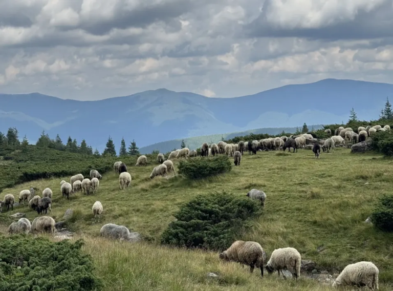 Поїздки в Карпати — найкращий спосіб відкрити Україну