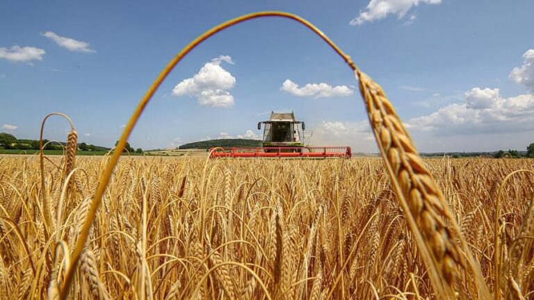 Жнива-2026 у Красненській громаді: аграрії вже зібрали понад 5,8 тис тонн зернових та олійних культур